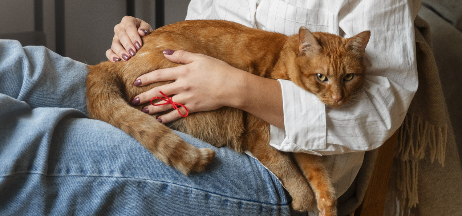 comportementaliste chat fin de grossesse.jpg